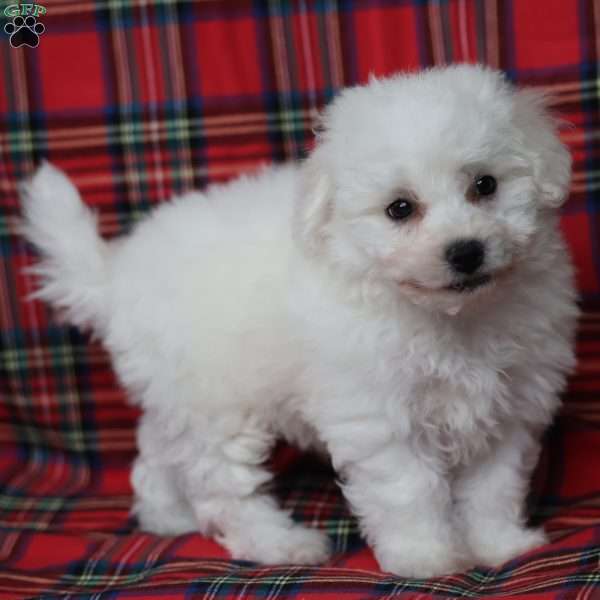 Georgie, Bichon Frise Puppy
